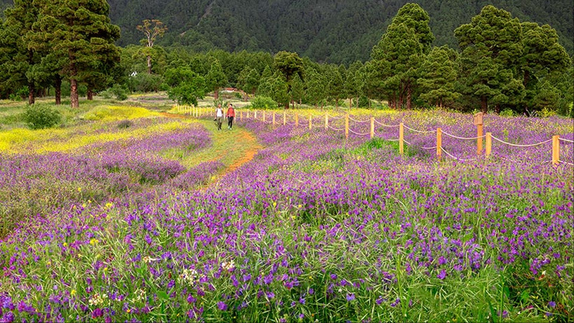 Florece La Palma por primavera y estalla en mil colores