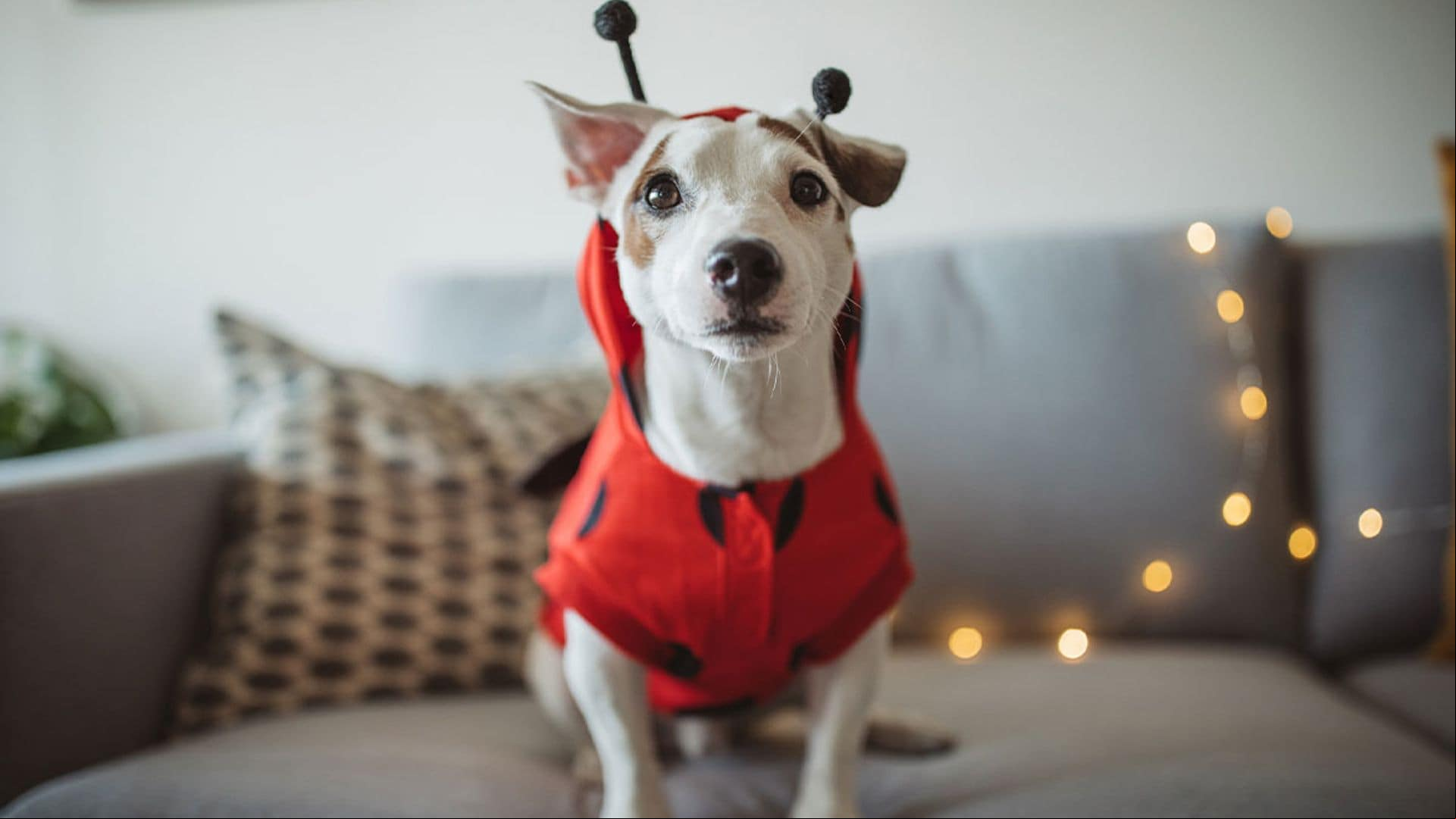 Celebra el Carnaval más peludo con estos 9 disfraces para mascotas