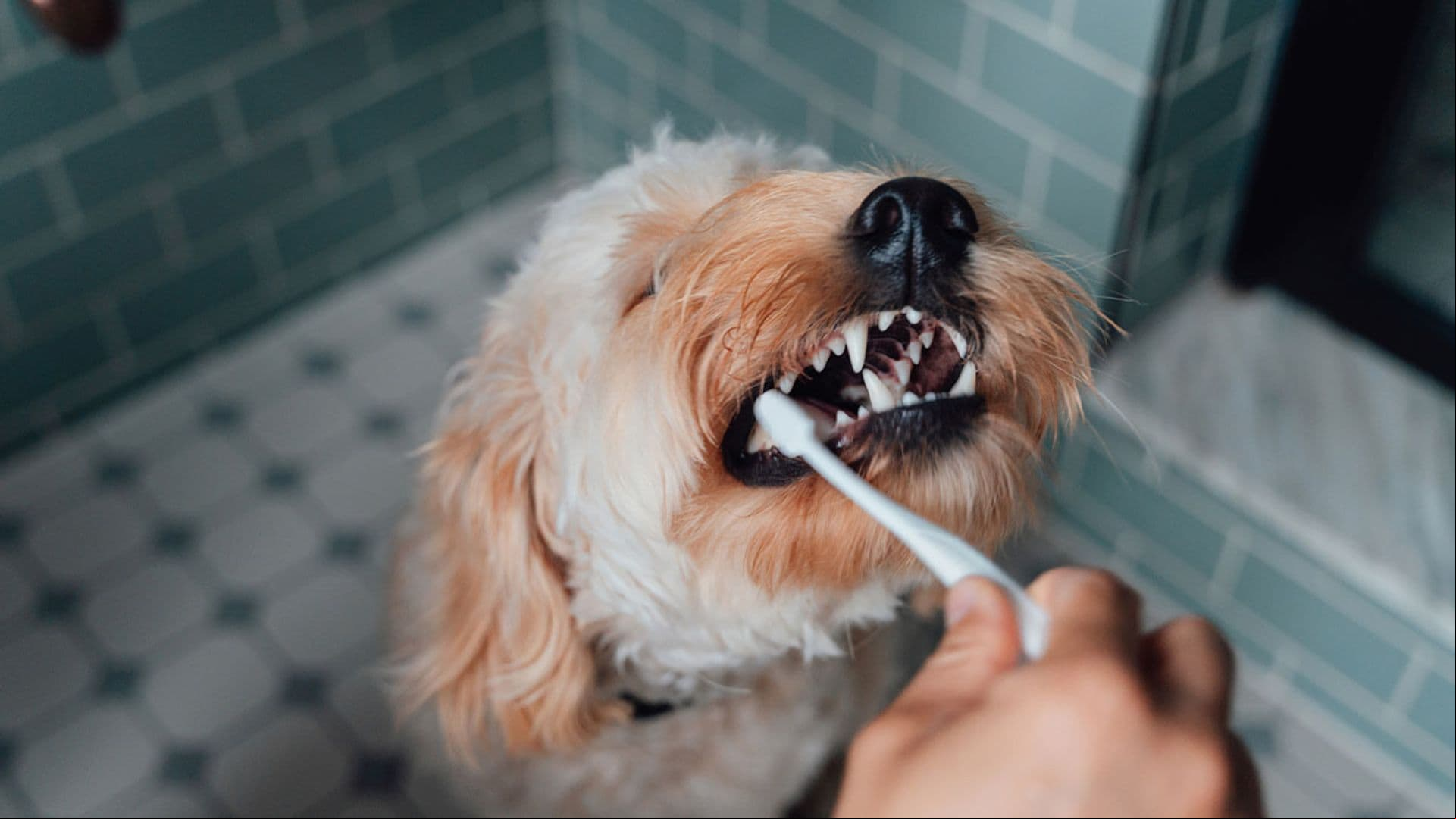 Una inversión en salud: te contamos los beneficios de una buena higiene dental en mascotas