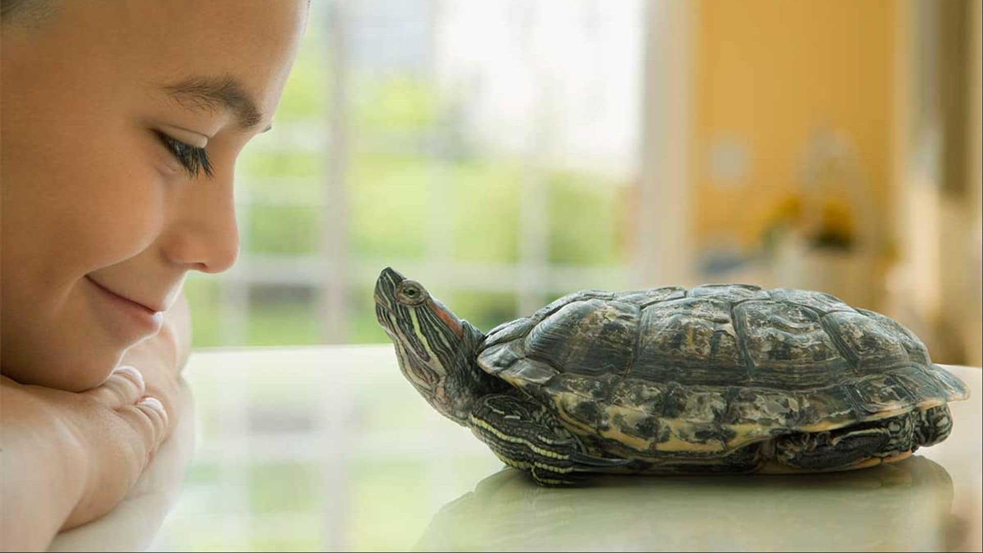 rios imprescindibles para mejorar la vida de tus tortugas