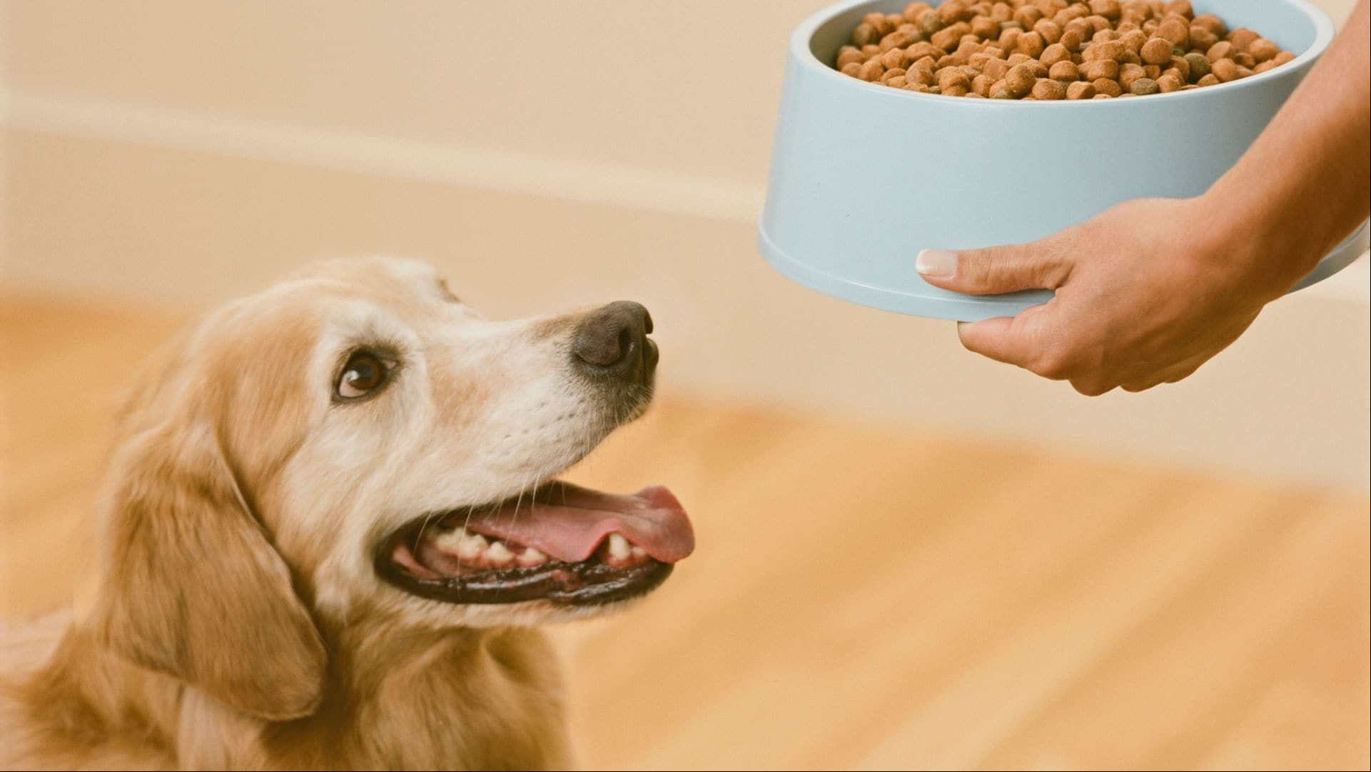 Estos son los piensos más recomendados según la edad y condición de tu perro