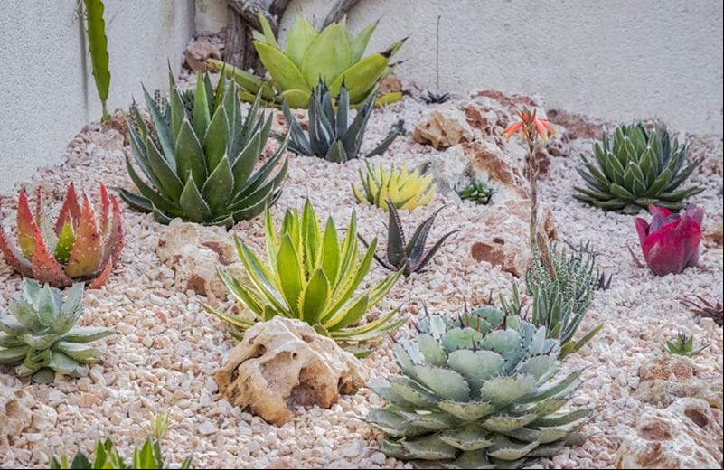 plantas incompatibles jardin jardineras macetones hola decoracion 03