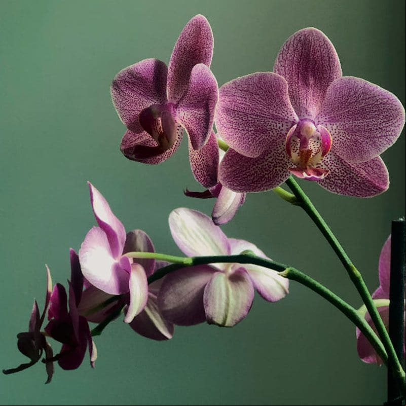 plantas interior exoticas 1