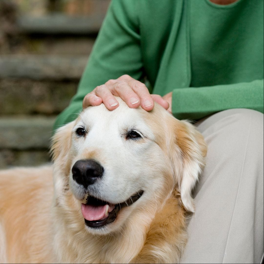 Qué son los condroprotectores para perros y cuándo deberías recurrir a ellos