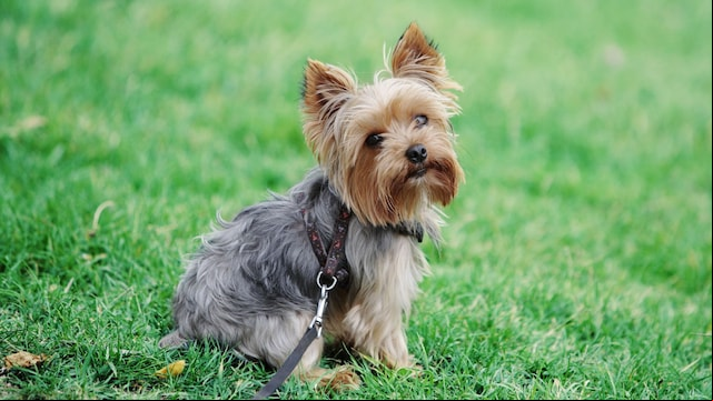 Meet Kingston, the Yorkie who went missing 5 years ago and was found living at a fraternity house